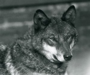 Wilk szary w londyńskim zoo, 1925 autorstwa Frederick William Bond