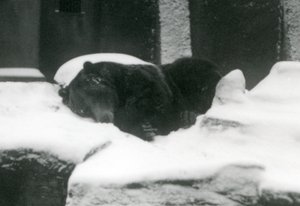Niedźwiedź grizzly śpiący na śniegu, londyńskie zoo, 1924 autorstwa Frederick William Bond