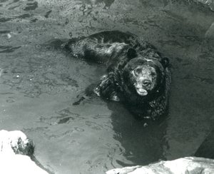Niedźwiedź grizzly kąpie się w basenie w londyńskim zoo w 1924 r. autorstwa Frederick William Bond