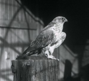 Sokół odpoczywający na kłodzie, londyńskie zoo, grudzień 1925 autorstwa Frederick William Bond