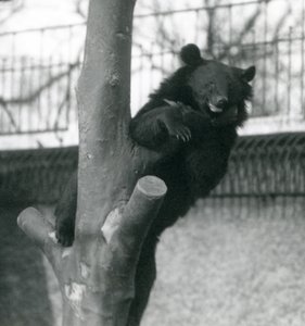 Himalajski niedźwiedź brunatny Izabela Niedźwiedź Dzu-Teh na drzewie w londyńskim zoo w 1925 r. autorstwa Frederick William Bond
