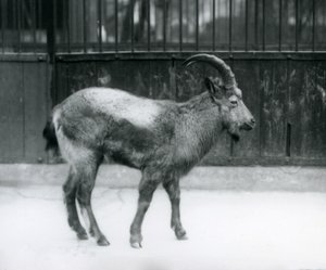 Koziorożec himalajski stojący w londyńskim zoo, 1927 autorstwa Frederick William Bond