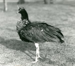 Horned Screamer stojący na trawie w londyńskim zoo we wrześniu 1927 r. autorstwa Frederick William Bond