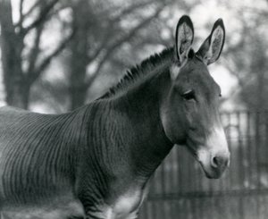 Hybrydowa zebra w londyńskim zoo w lipcu 1924 r. autorstwa Frederick William Bond