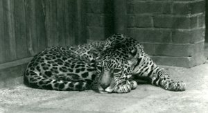 Jaguar odpoczywający w londyńskim zoo w czerwcu 1924 r. autorstwa Frederick William Bond