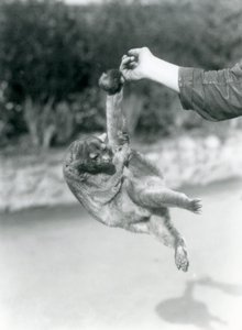 Kinkajou zawieszony na palcu opiekuna za chwytny ogon, londyńskie zoo, wrzesień 1925 autorstwa Frederick William Bond