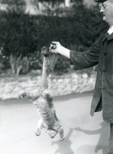 Kinkajou zawieszony do góry nogami, na palcu opiekuna, za chwytny ogon, londyńskie zoo, wrzesień 1925 autorstwa Frederick William Bond
