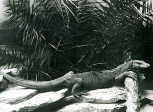 Komodo DragonMonitor opierający szyję i przednie nogi o kłodę w londyńskim zoo w czerwcu 1927 r. autorstwa Frederick William Bond