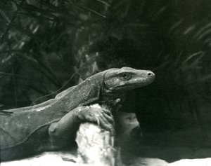 Smok z KomodoMonitor opierający szyję i przednie kończyny o kłodę w londyńskim zoo w czerwcu 1927 r. autorstwa Frederick William Bond