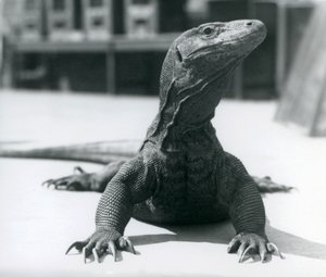 Smok z Komodo w londyńskim zoo, sierpień 1928 r. autorstwa Frederick William Bond