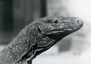 Smok z Komodo w londyńskim zoo w sierpniu 1928 r. (zdjęcie czarno-białe) autorstwa Frederick William Bond