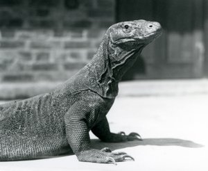 Smok z Komodo w londyńskim zoo w sierpniu 1928 r. (zdjęcie czarno-białe) autorstwa Frederick William Bond