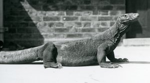Smok z Komodo w londyńskim zoo w sierpniu 1928 r. (zdjęcie czarno-białe) autorstwa Frederick William Bond