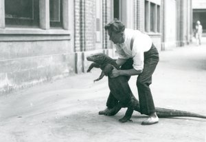 Waran z Komodo trzymany na tylnych łapach przez opiekuna w londyńskim zoo w sierpniu 1928 r. (zdjęcie czarno-białe) autorstwa Frederick William Bond