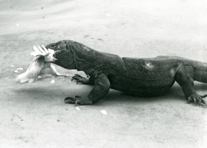 Smok z Komodo je kurczaka, londyńskie zoo autorstwa Frederick William Bond