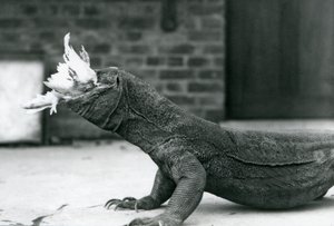 Waran z Komodo jedzący kurczaka w londyńskim zoo w sierpniu 1928 r. (zdjęcie czarno-białe) autorstwa Frederick William Bond