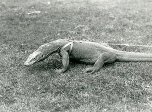 Waran z Komodo na spacer po trawniku w uprzęży i smyczy (zdjęcie czarno-białe) autorstwa Frederick William Bond