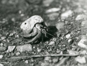 Krab pustelnik, londyńskie zoo autorstwa Frederick William Bond