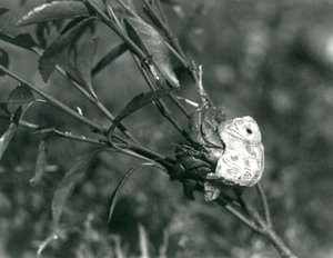 Krab pustelnik wspinający się na małą gałąź, londyńskie zoo autorstwa Frederick William Bond