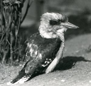 Śmiejąca się Kookaburra w londyńskim zoo w kwietniu 1925 r. autorstwa Frederick William Bond