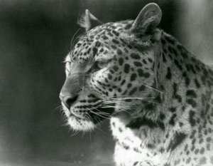 Lampart w londyńskim zoo w 1930 r. (zdjęcie czarno-białe) autorstwa Frederick William Bond