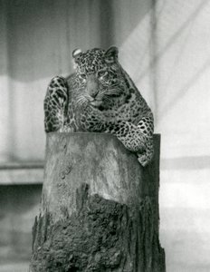 Lampart leżący na wierzchołku pnia drzewa, londyńskie zoo autorstwa Frederick William Bond