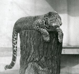 Lampart leżący na czubku pnia drzewa ze zwisającym ogonem, londyńskie zoo autorstwa Frederick William Bond