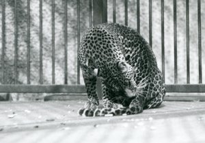 Lampart siedzący na wybiegu, pielęgnujący nogę, londyńskie zoo, 1927 autorstwa Frederick William Bond