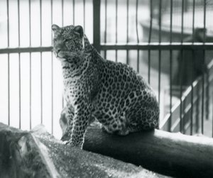 Lampart siedzący na kłodzie w swoim wybiegu w londyńskim zoo, wrzesień 1925 autorstwa Frederick William Bond