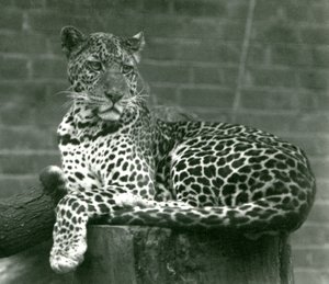 Lampart siedzący na pniu w londyńskim zoo w 1924 r. autorstwa Frederick William Bond
