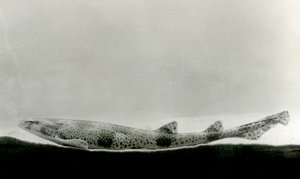 Koleń cętkowany w londyńskim zoo w 1924 r. autorstwa Frederick William Bond