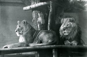 Lew i lwica odpoczywają na wysokiej platformie w swoim wybiegu, londyńskie zoo w 1929 r. (zdjęcie czarno-białe) autorstwa Frederick William Bond