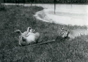 Lwiątko i tygrys bawią się mopem na trawie przy basenie, londyńskie zoo, wrzesień 1925 autorstwa Frederick William Bond