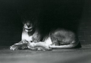 Lwiątko Leżąc z matką w cieniu tylnej części wybiegu, londyńskie zoo, październik 1925 r. autorstwa Frederick William Bond