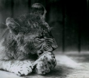 Lwiątko karmiące się w ZSL London Zoo w 1927 r. autorstwa Frederick William Bond