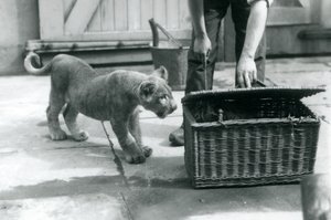 Lwiątko patrzące na tygrysa w wiklinowym koszu, który otwiera opiekun, londyńskie zoo, wrzesień 1925 autorstwa Frederick William Bond