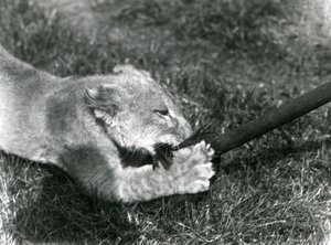 Lwiątko bawi się mopem trzymanym przez opiekuna na trawie przed swoją norą, Londyńskie Zoo, wrzesień 1925 autorstwa Frederick William Bond