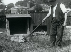 Lwiątko bawi się mopem trzymanym przez opiekuna na trawie przed swoją norą, Londyńskie Zoo, wrzesień 1925 autorstwa Frederick William Bond