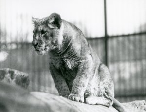 Lwiątko, które urodziło się w menażerii w lipcu 1923, londyńskie zoo, lipiec 1924 autorstwa Frederick William Bond