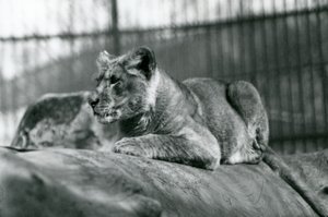 Lwiątko, które urodziło się w menażerii w lipcu 1923, londyńskie zoo, lipiec 1924 autorstwa Frederick William Bond