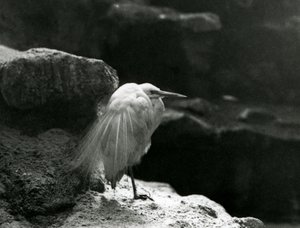 Czapla mała odpoczywająca wśród skał w londyńskim zoo w 1930 r. (zdjęcie czarno-białe) autorstwa Frederick William Bond