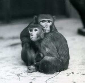 Makak z dzieckiem siedzącym razem na podłodze ich wybiegu, londyńskie zoo autorstwa Frederick William Bond
