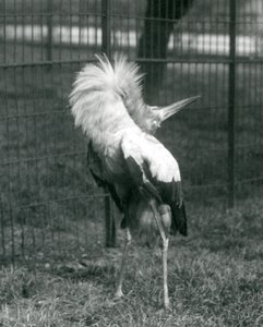 Bocian Maguari wykonujący pokaz góra-dół, londyńskie zoo, lipiec 1925 autorstwa Frederick William Bond