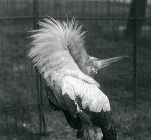 Bocian Maguari wykonujący pokaz góra-dół, londyńskie zoo, lipiec 1925 autorstwa Frederick William Bond