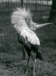 Bocian Maguari wykonujący pokaz góra-dół, londyńskie zoo, lipiec 1925 autorstwa Frederick William Bond