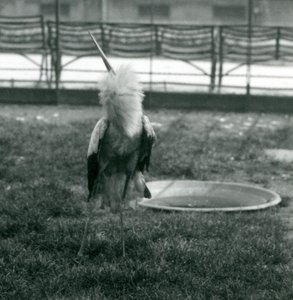 Bocian Maguari wykonujący pokaz góra-dół stojąc na trawie obok małego betonowego basenu, londyńskie zoo, lipiec 1925 (zdjęcie czarno-białe) autorstwa Frederick William Bond