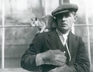 Madagaskaru Wielki Szczur siedzi na ramieniu swojego opiekuna, londyńskie zoo autorstwa Frederick William Bond