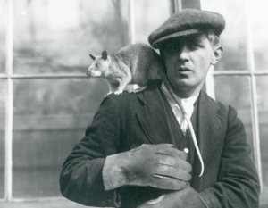 Wielki szczur z Madagaskaru siedzi na ramieniu swojego opiekuna, londyńskie zoo, 1924 r