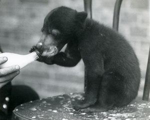 Niedźwiadek malajski lub niedźwiadek słoneczny siedzący na krześle podczas karmienia butelką przez opiekuna w londyńskim zoo, lata 20. XX wieku autorstwa Frederick William Bond