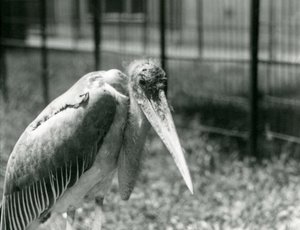 Bocian Marabut stojący na wybiegu w londyńskim zoo we wrześniu 1928 r. autorstwa Frederick William Bond